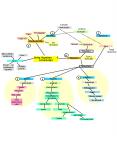 consumers heterotrophic producers autotrophic No organelle