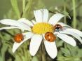 The Life Cycle of Ladybugs What are Ladybugs? Ladybugs ar
