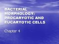 PROCARYOTIC AND EUCARYOTIC CELLS Chapter 4 Eucaryotic cell