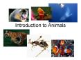 Introduction to Animals Over a million different types hav