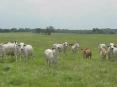 www.florida-agriculture.com December 2, 2006 Pastur