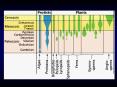 Geological Range of Plants Archaeopteris fossil plant