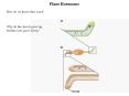 Plant Hormones How do we know they exist? Why do the shoot