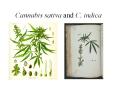 Cannabis sativa and C. indica Cannabis sativa and C. indic