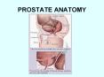 PROSTATE ANATOMY WHY DO I NEED A DIGITAL RECTAL EXAM AND PS
