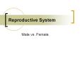 Reproductive System Male vs. Female Engage You will b