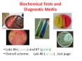 Biochemical Tests and Diagnostic Media Labs #6 (white) an