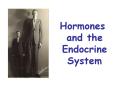 Hormones and the Endocrine System Hormones   chemica