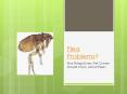 Flea Problems? 5 Things Every Pet Owner Should Know about Fleas