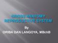 Gross anatomy of the Reproductive System By ORIBA DAN LANGOYA