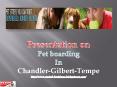 Services That Meet the Need of Pet and Pet Parent