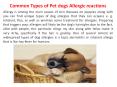 Common Types of Pet dogs Allergic reactions