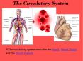 The circulatory system includes the Heart, Blood Tissue an