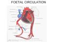 FOETAL CIRCULATION CIRCULATION AFTER BIRTH EMBRYOLOG