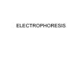 ELECTROPHORESIS ELECTROPHORESIS Starch gel electrophoresi