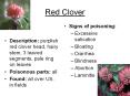 Red Clover Signs of poisoning: Excessive salivation Bloatin
