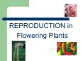 REPRODUCTION in Flowering Plants I. FLOWERS Are the organ