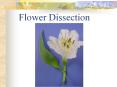Flower Dissection Structures divided up Petals Leaf (A