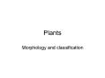 Vegetative Morphology Leaf Arrangement Vegetative Structure