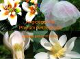 Angiosperms Phylum Anthophyta Largest group of plant