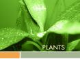 PLANTS FYI: Characteristics of Plants Multicellula