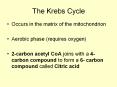 ... -produces 3 ATP -process called oxidativ
