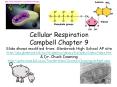 http://www.clickatutor.com/mitochondria.jpg Cellula