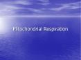 Mitochondrial Respiration Respiration Glycolysis Citric aci