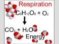 Cellular Respiration - anaerobic   Types of fermentation 