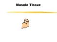 Muscle Tissue Functions of Muscle Tissue Movement Hea