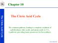 Chapter 10 The Citric Acid Cycle The Citric Acid Cycle Th
