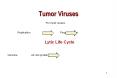Tumor Viruses For most viruses: Replication Lysis Progen