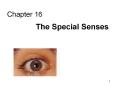 Chapter 16 The Special Senses The Special Senses Chemica