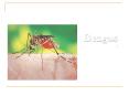 Dengue fever (DF) Is an acute febrile viral illnes