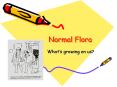 Normal Flora What s growing on us? Normal Flora (mostl
