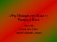 Why Mosquitoes Buzz in People s Ears Amy Ard Cause an
