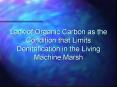 Lack of Organic Carbon as the Condition that Limits Denitrification in the Living Machine Marsh