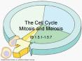 The Cell Cycle Mitosis and Meiosis