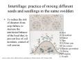 Intertillage: practice of mixing different seeds and seedlings in the same swidden