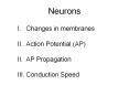 Neurons