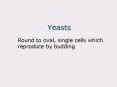 Yeasts