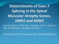 Determinants of Exon 7 Splicing in the Spinal Muscular Atrophy Genes, SMN1 and SMN2