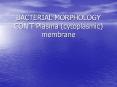 BACTERIAL MORPHOLOGY CONT Plasma cytoplasmic membrane