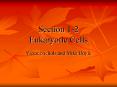 Section 12 Eukaryotic Cells