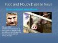 Foot and Mouth Disease Virus