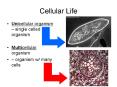 Cellular Life