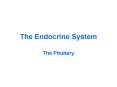 The Endocrine System