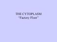 THE CYTOPLASM Factory Floor