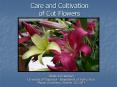 Care and Cultivation of Cut Flowers