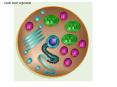 Cell Structure and Function